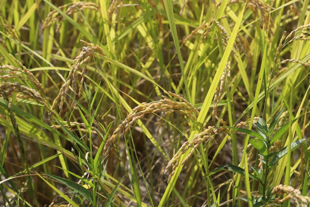 自然栽培 玄米 23kg 2025年産 コシヒカリ