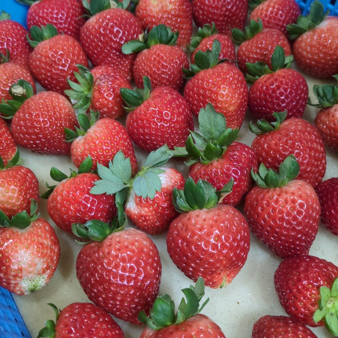 ノア様優先ページ　とちあいか　規格外1.4kgx4箱