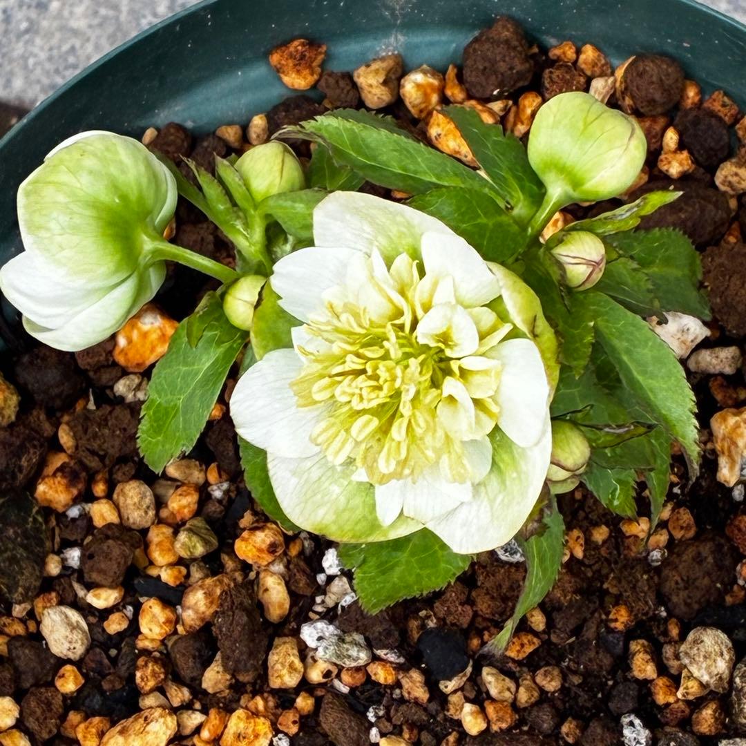 ラ*ク様 3446☘️花タグ付☘️超SD⭐️超小輪⭐️超コンパクト⭐️コロコロ手