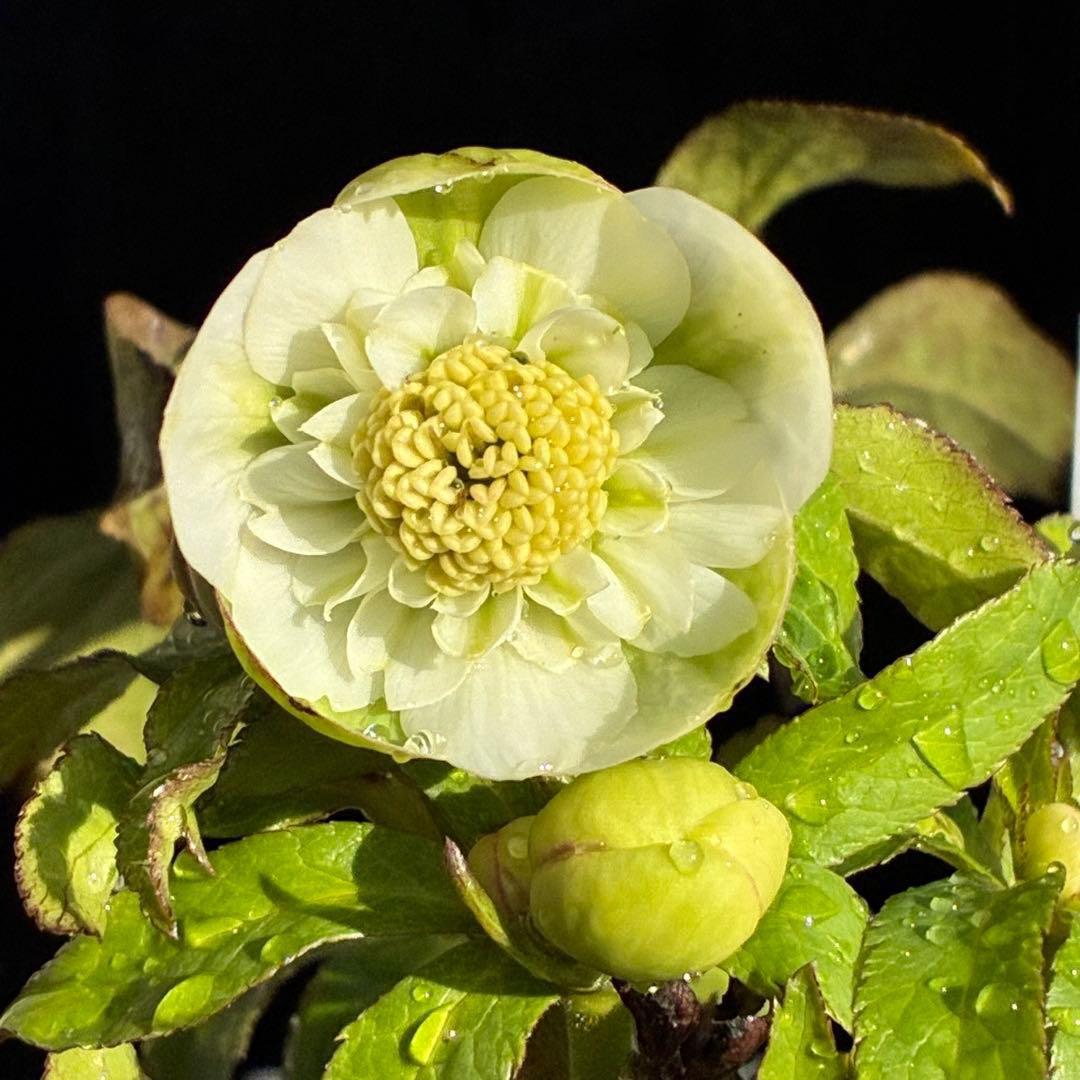 ラ*ク様 3446☘️花タグ付☘️超SD⭐️超小輪⭐️超コンパクト⭐️コロコロ手