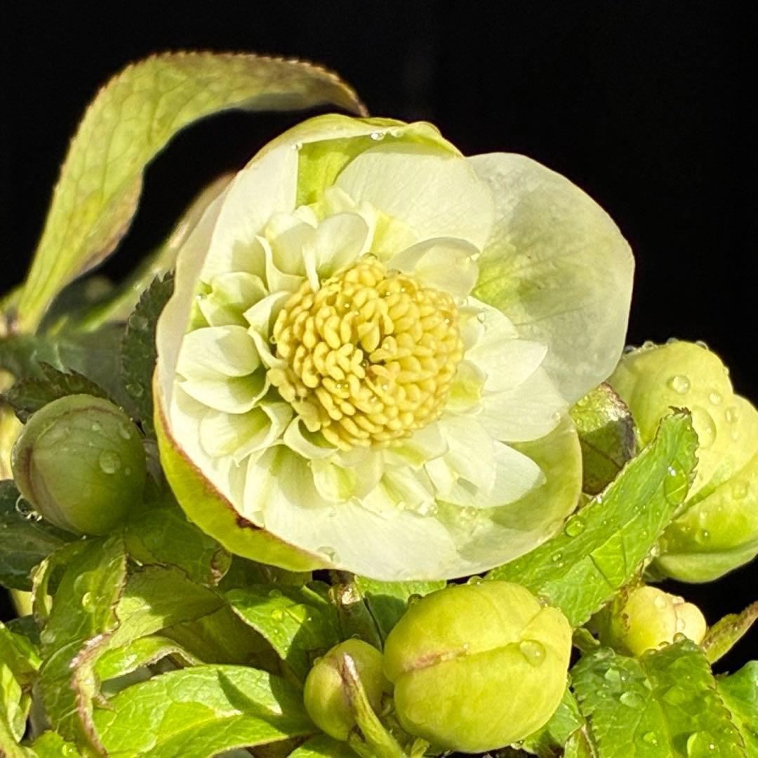 ラ*ク様 3446☘️花タグ付☘️超SD⭐️超小輪⭐️超コンパクト⭐️コロコロ手