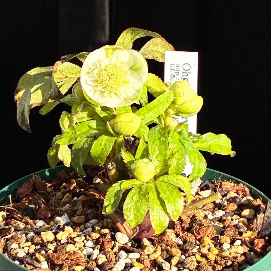 ラ*ク様 3446☘️花タグ付☘️超SD⭐️超小輪⭐️超コンパクト⭐️コロコロ手