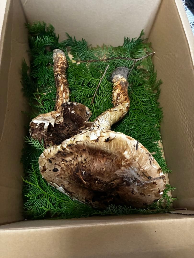 天然きのこ　マツタケ！！