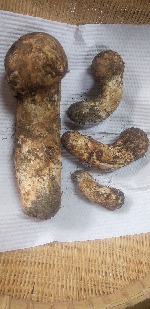 国産　松茸　長野県　オマケ　送料込み　166㌘