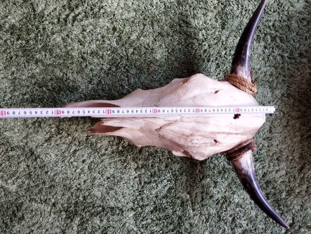 スカルトロフィー　バッファロー