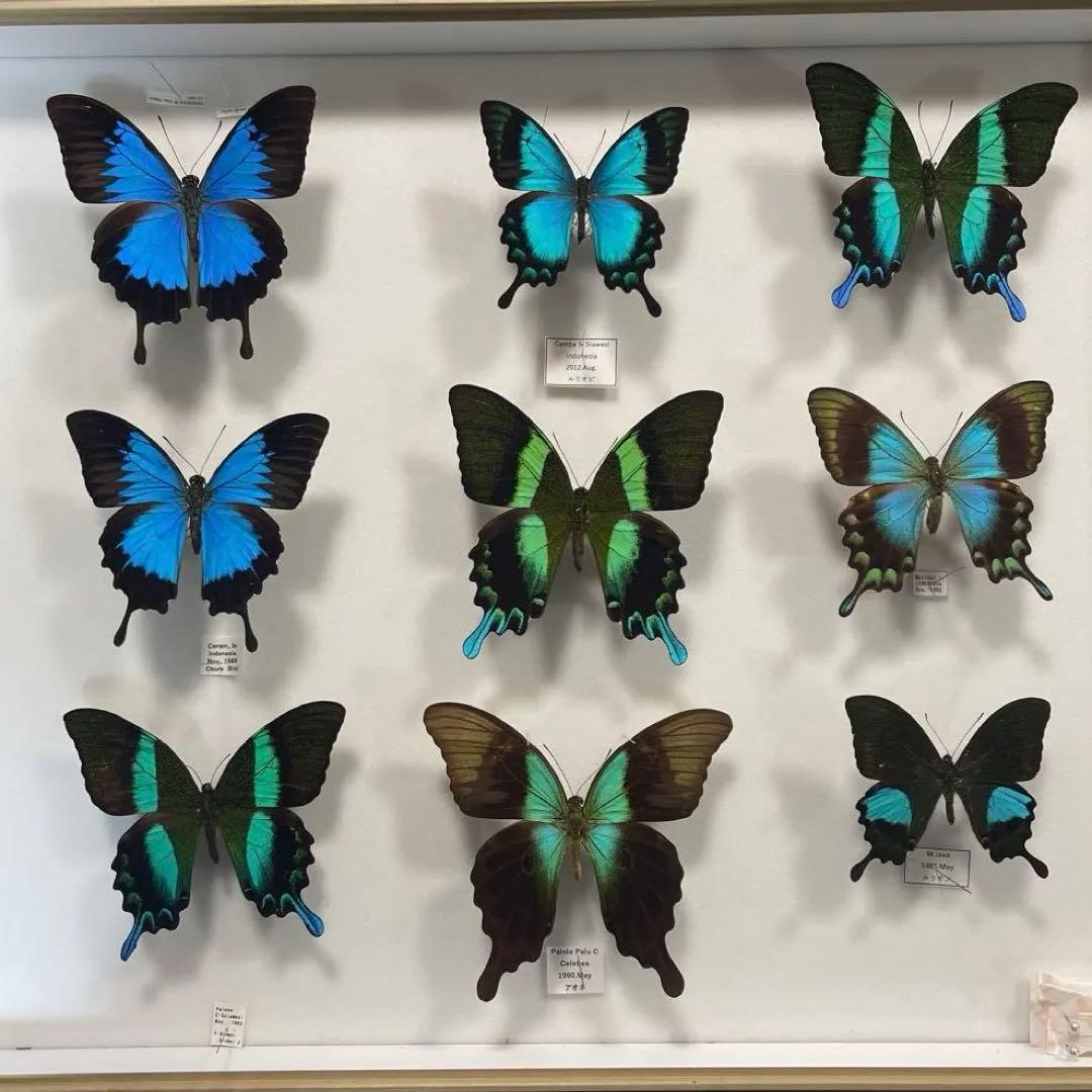 青と黒色のコントラストが美しいアゲハ蝶ドイツ箱入り標本