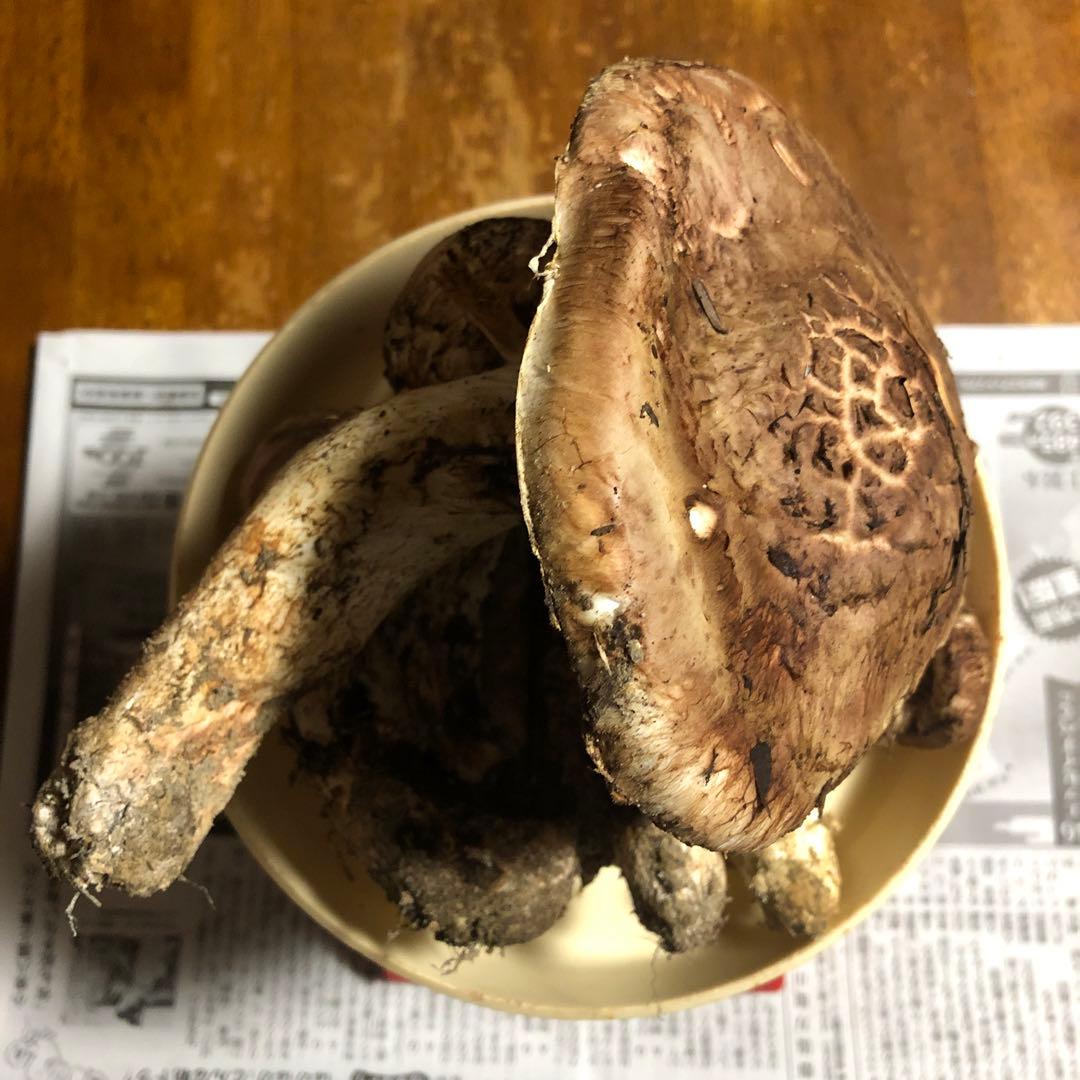 信州産　松茸　470g