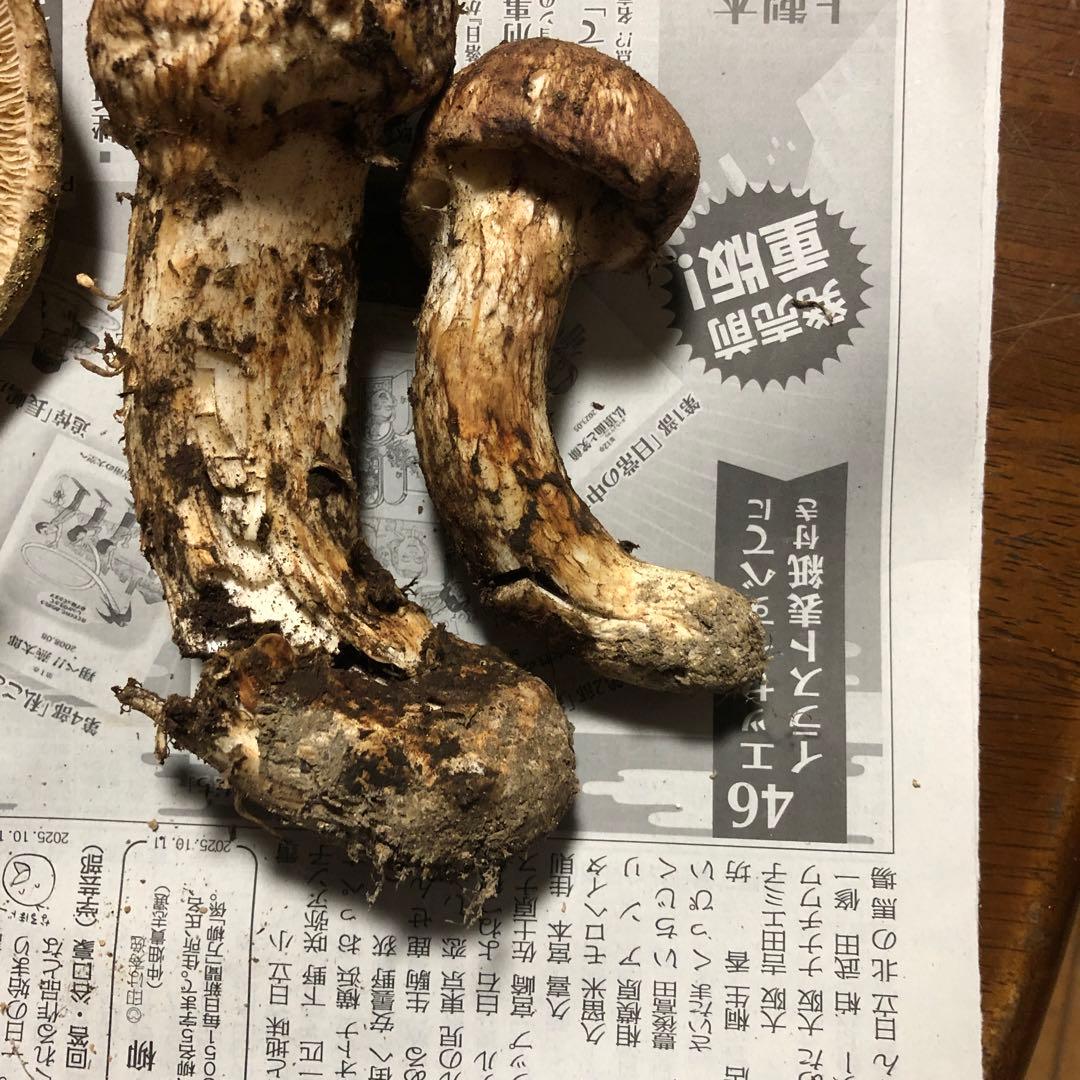 信州産　松茸　470g