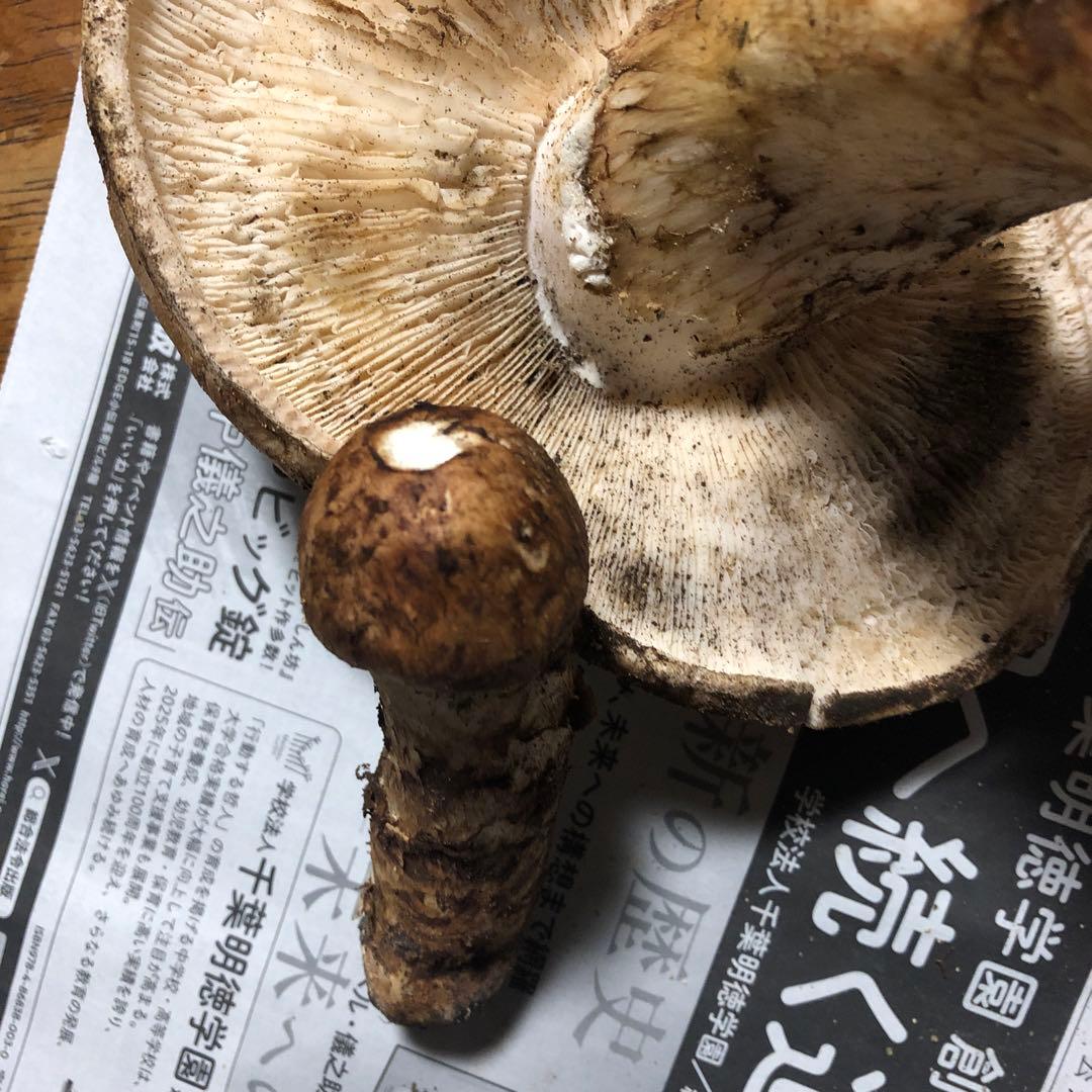 信州産　松茸　470g