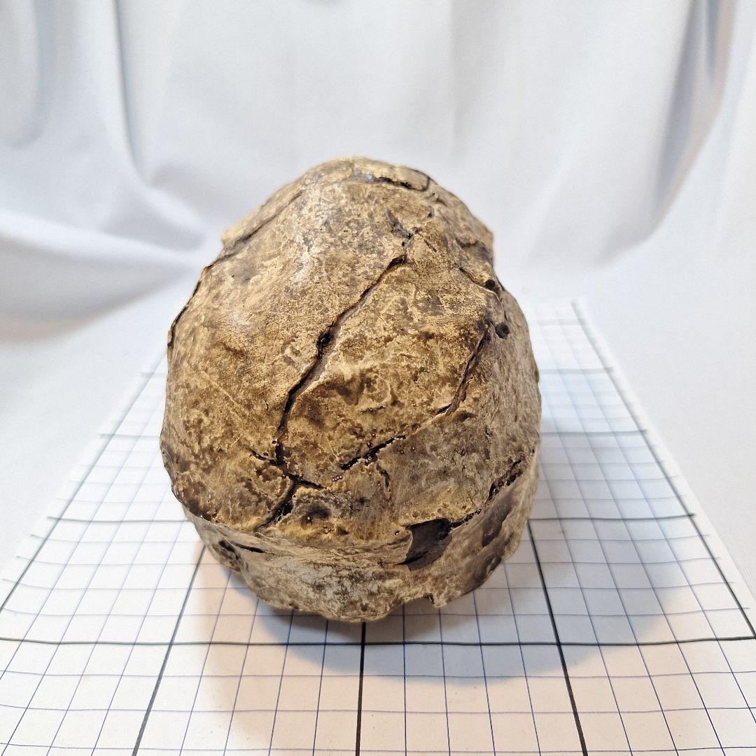 ホモハビリス頭骨模型