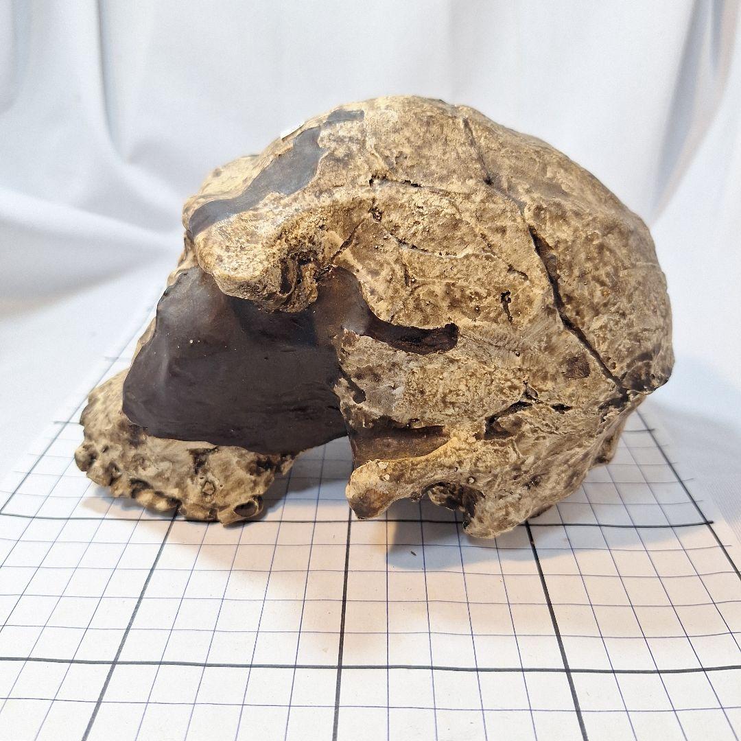 ホモハビリス頭骨模型