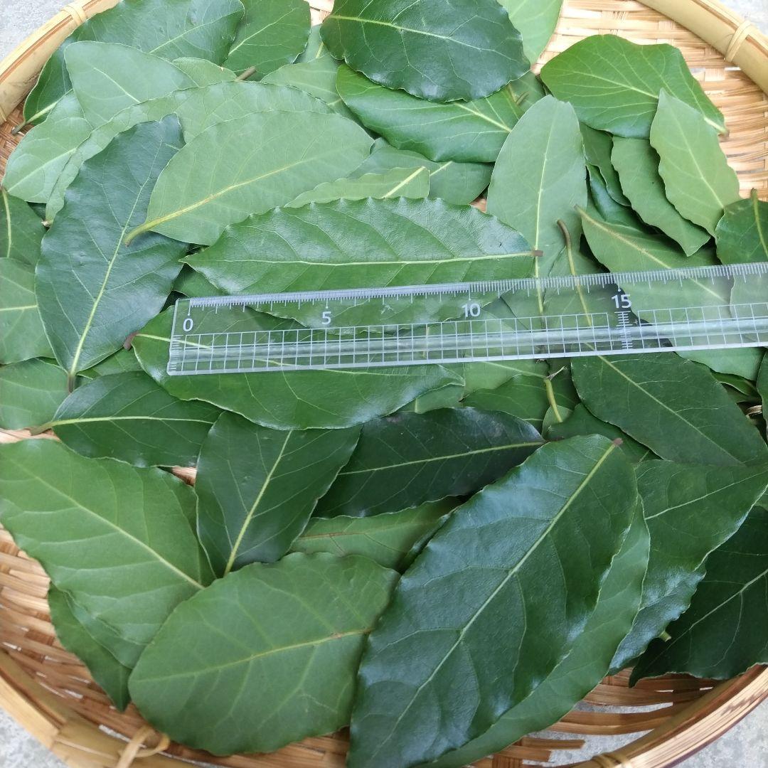 ローリエ　月桂樹　問い合わせ専用