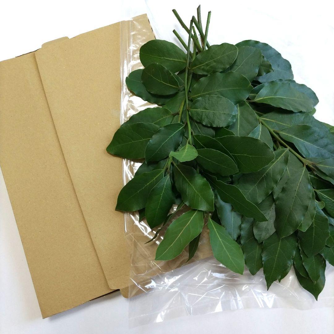 ローリエ　月桂樹　問い合わせ専用