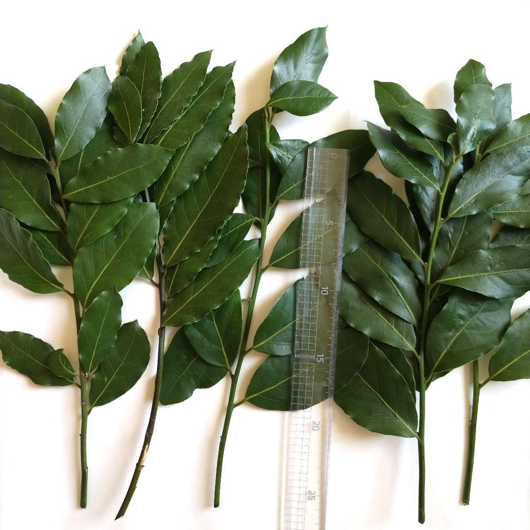 ローリエ　月桂樹　問い合わせ専用