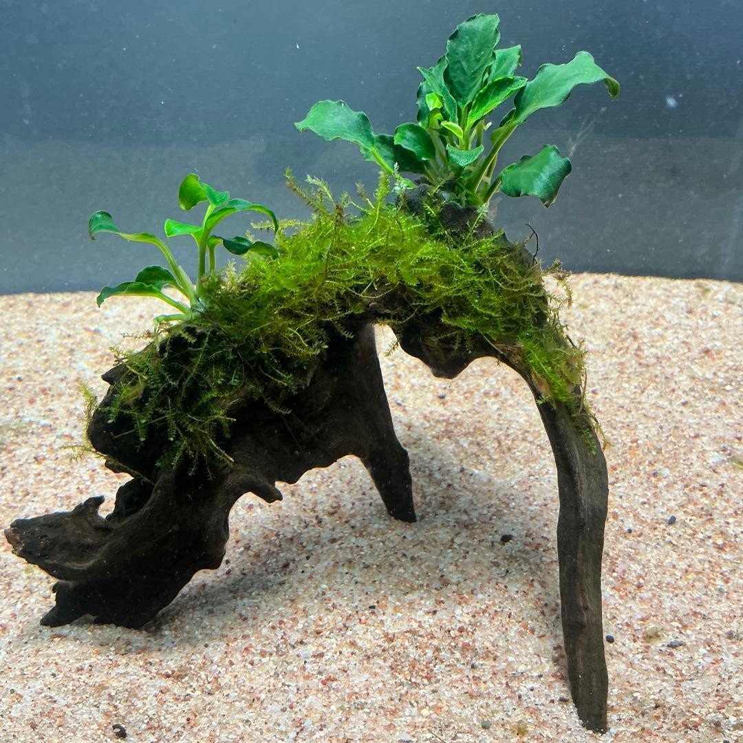 Akira様 リクエスト 3点 まとめ商品　水草