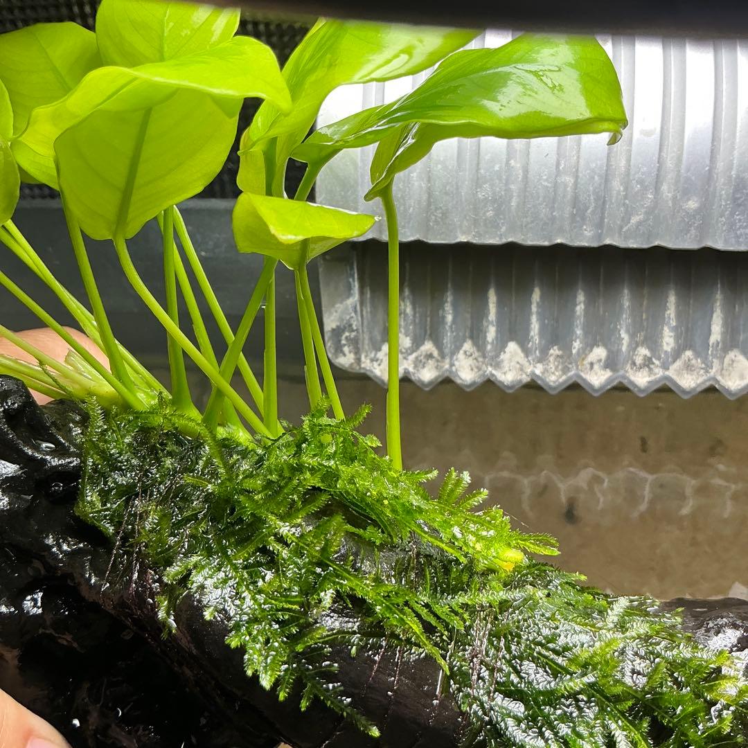 Akira様 リクエスト 3点 まとめ商品　水草