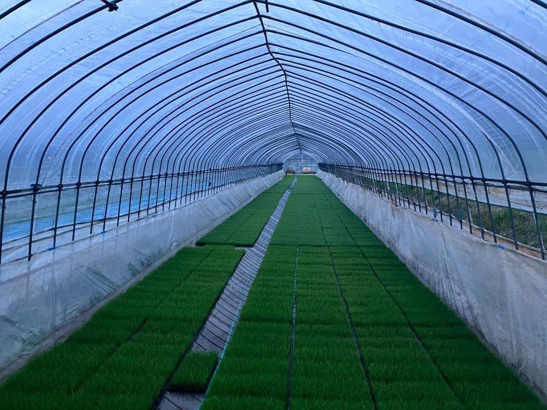 奇蹟の米「ゆうだい21」　玄米30㎏　格安販売　(送料無料)