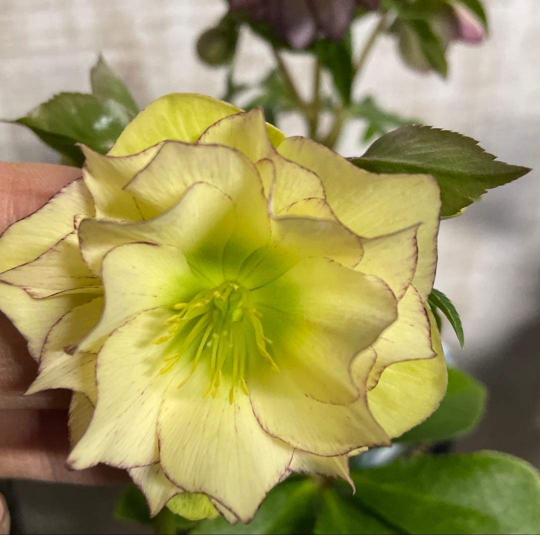 なおさん です♪2点セット！クリスマスローズ7鉢　4鉢　八重咲き　苗　苗木