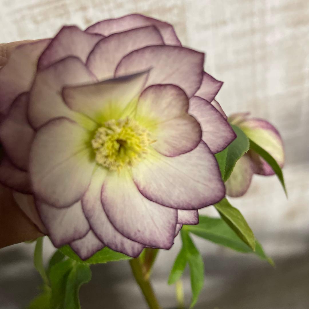 なおさん です♪2点セット！クリスマスローズ7鉢　4鉢　八重咲き　苗　苗木