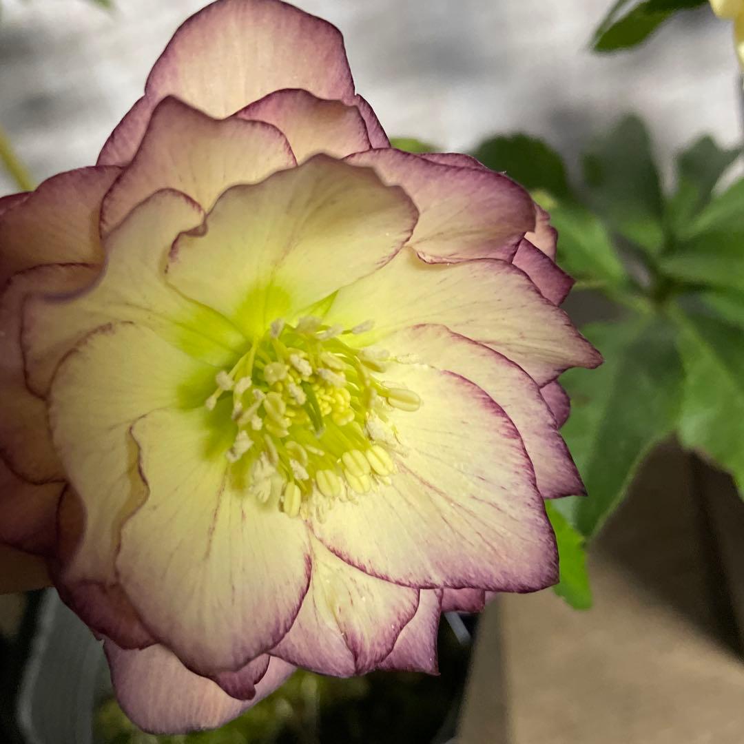 なおさん です♪2点セット！クリスマスローズ7鉢　4鉢　八重咲き　苗　苗木