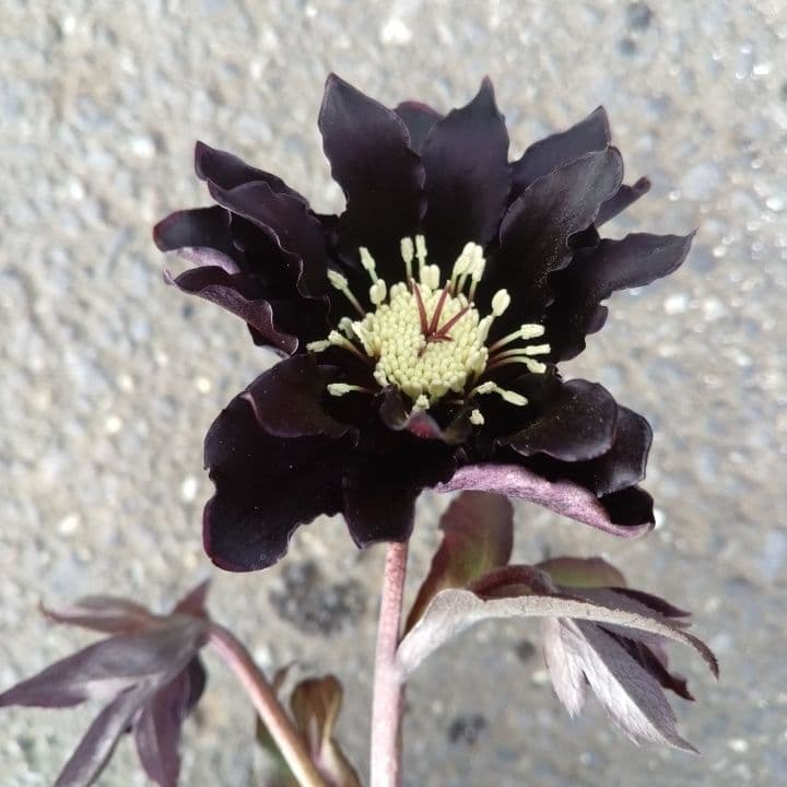 広瀬園芸。ブラックマジック。黒色の多弁花のクリスマスローズ。 NO36