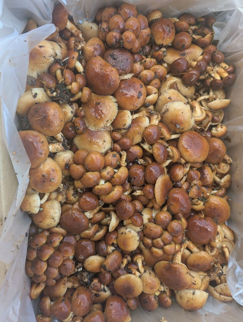 11/22採れ天然なめこ5キロ