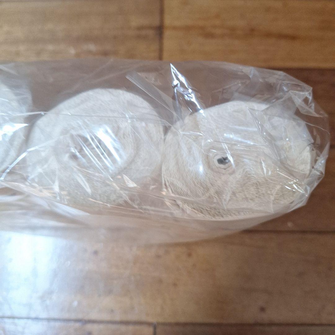 310 winningバンテージ VL-C 10個入り