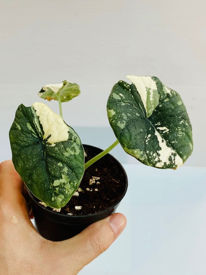 ☆超美斑☆アロカシア メロ バリエガータ 斑入り