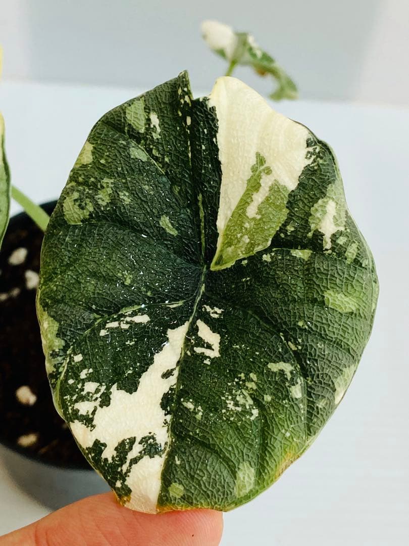 ☆超美斑☆アロカシア メロ バリエガータ 斑入り