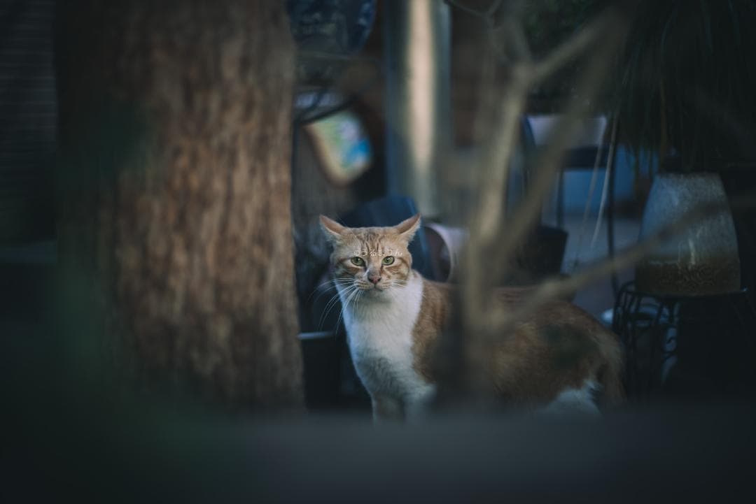 棚卸SALE！黒刻印！標準の帝王 Planar 50mm F1.4 AEJ