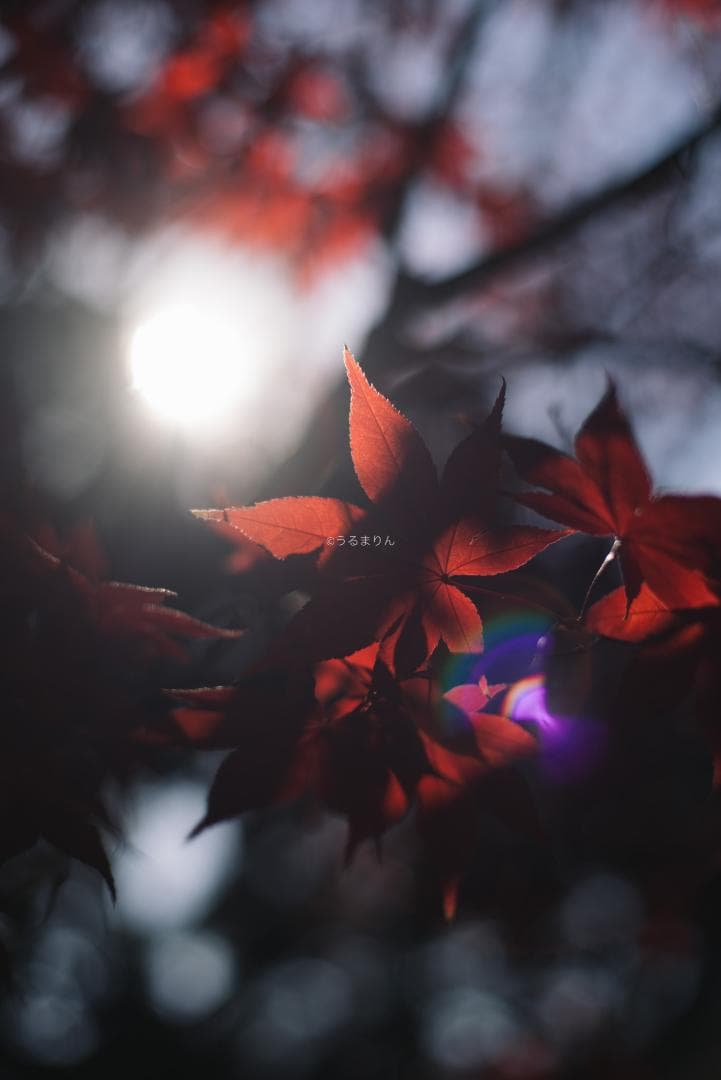 棚卸SALE！黒刻印！標準の帝王 Planar 50mm F1.4 AEJ