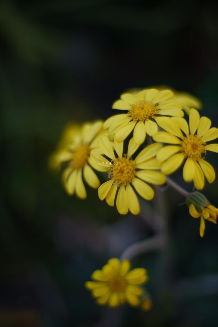 棚卸SALE！黒刻印！標準の帝王 Planar 50mm F1.4 AEJ