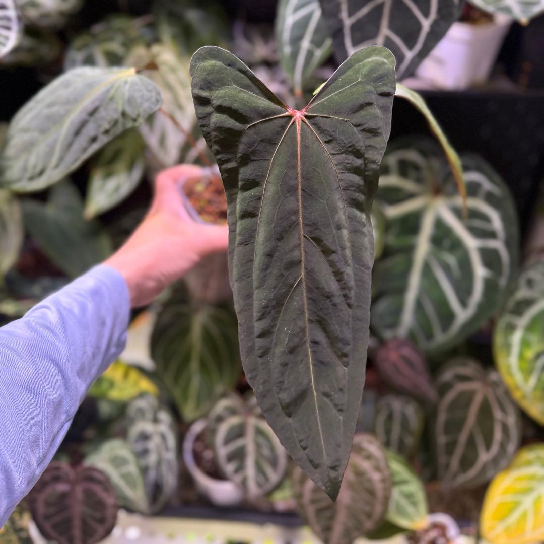 ジ*人様 Anthurium RL（JV）x “Subsignatum x FS