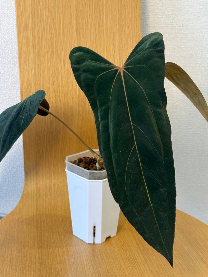 ジ*人様 Anthurium RL（JV）x “Subsignatum x FS