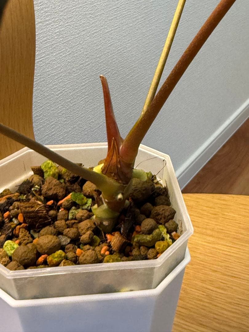 ジ*人様 Anthurium RL（JV）x “Subsignatum x FS