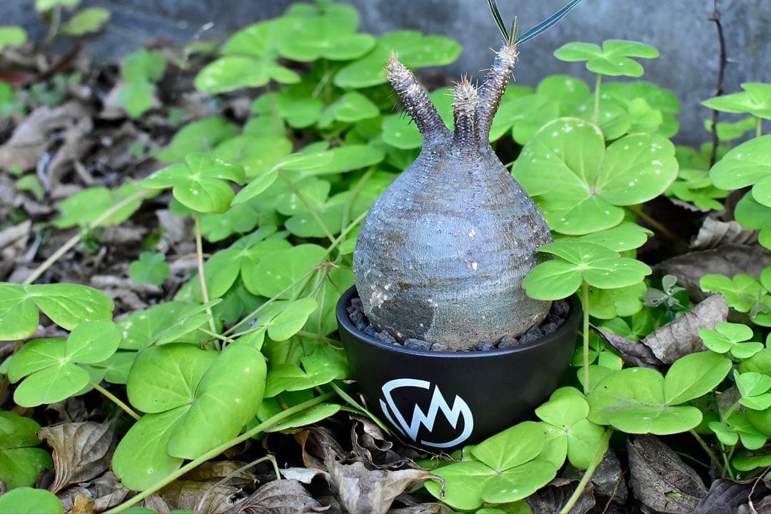 【休眠中】パキポディウム・グラキリス 現地球 VALIEM⑥