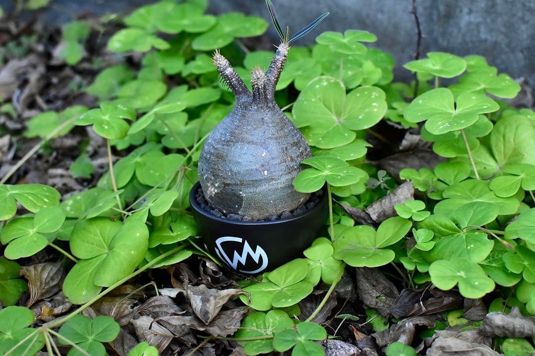 【休眠中】パキポディウム・グラキリス 現地球 VALIEM⑥