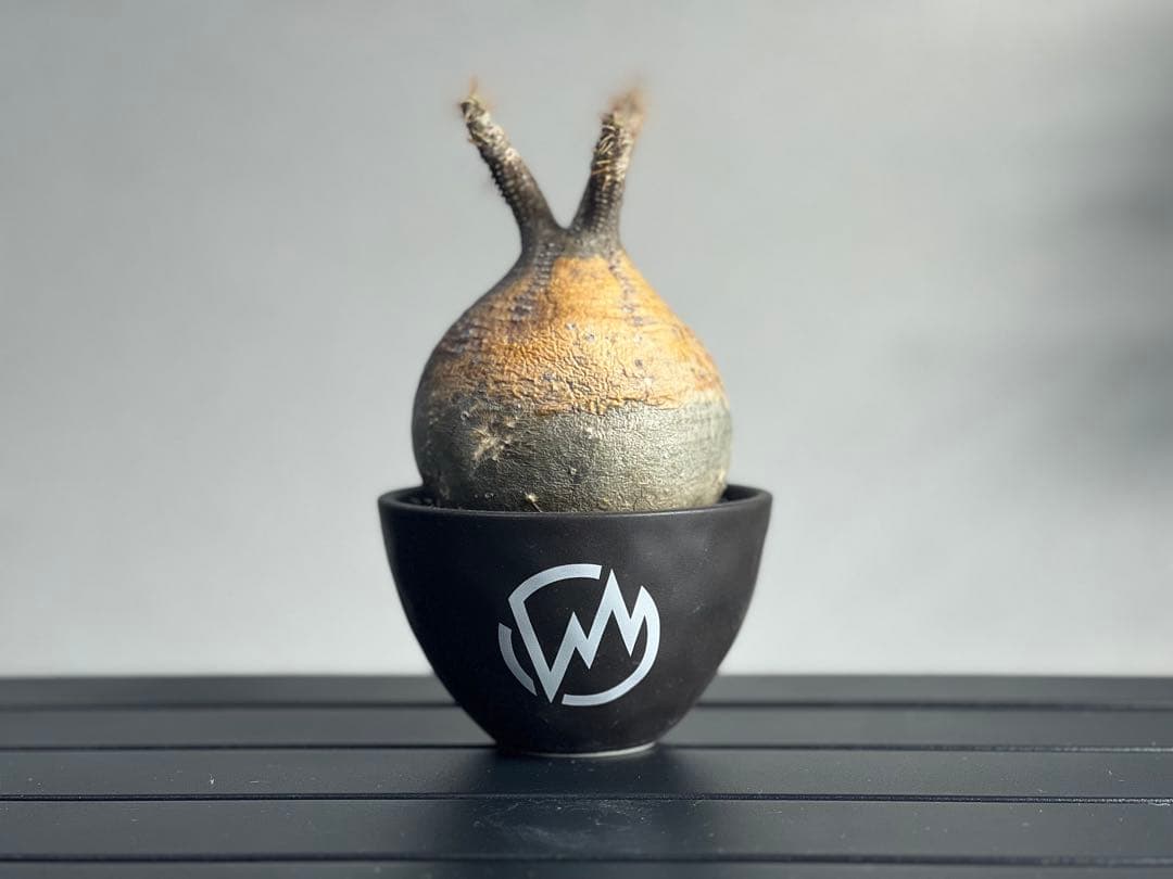 【休眠中】パキポディウム・グラキリス 現地球 VALIEM⑥