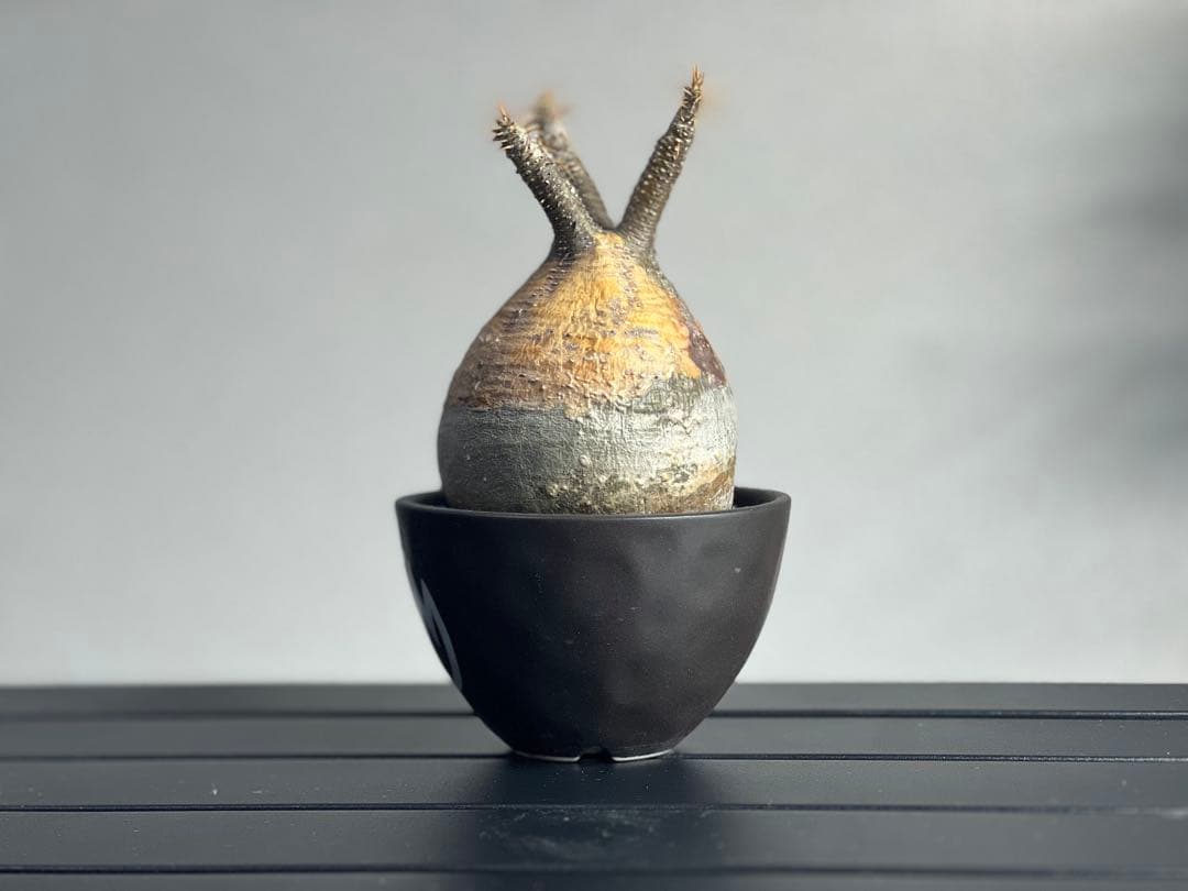 【休眠中】パキポディウム・グラキリス 現地球 VALIEM⑥