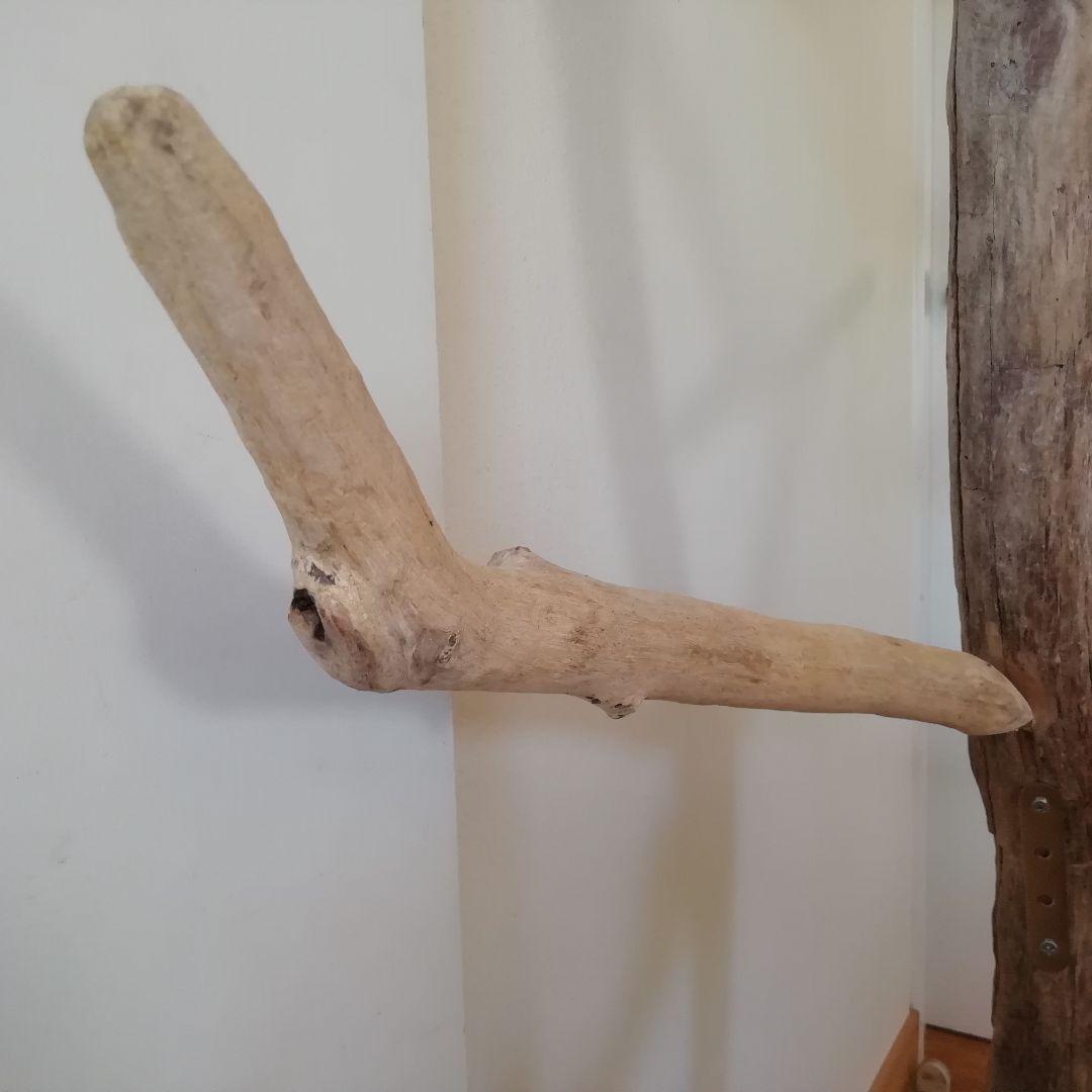 fm バードアスレチックジム 天然木 自然木 流木 止まり木 インコ