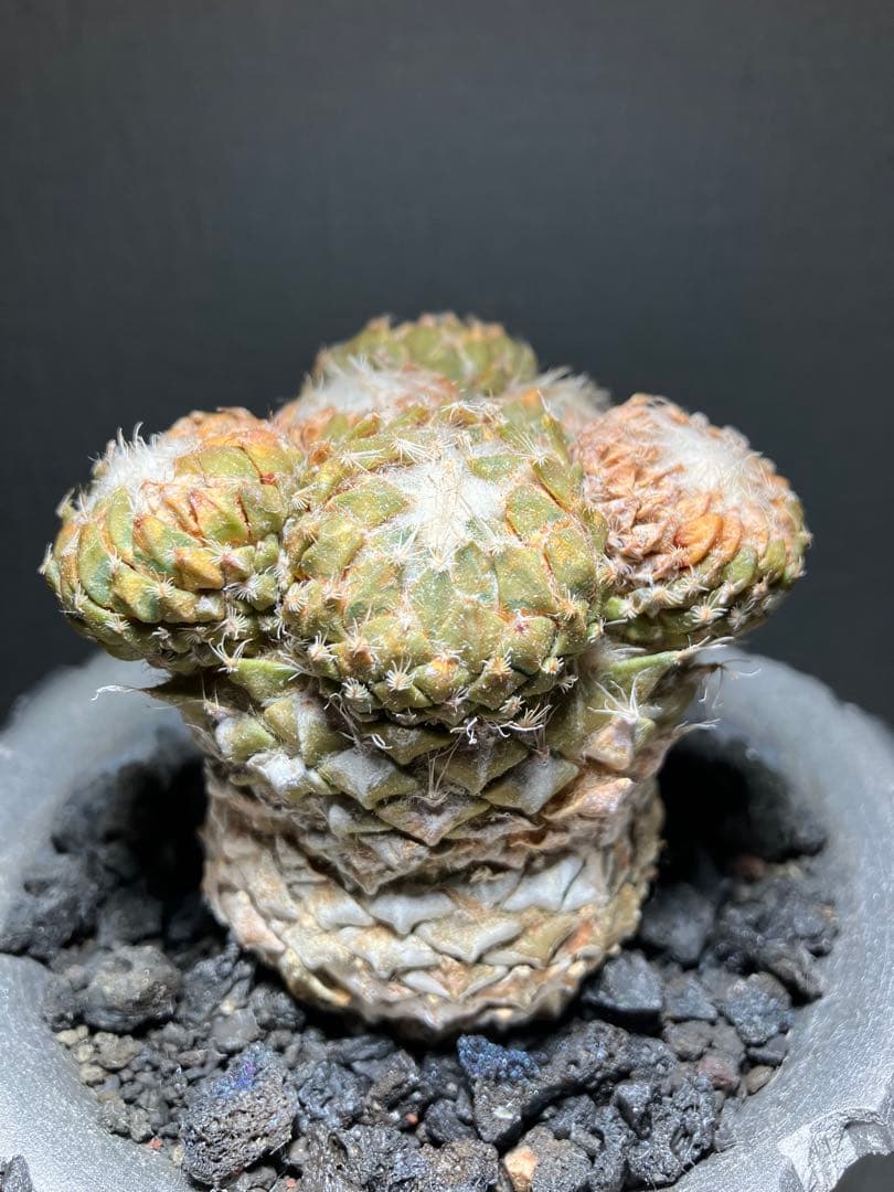 銀牡丹　ペレキフォラ　現地球　分頭株　検）グラキリス　黒王丸　パキプス　アガベ