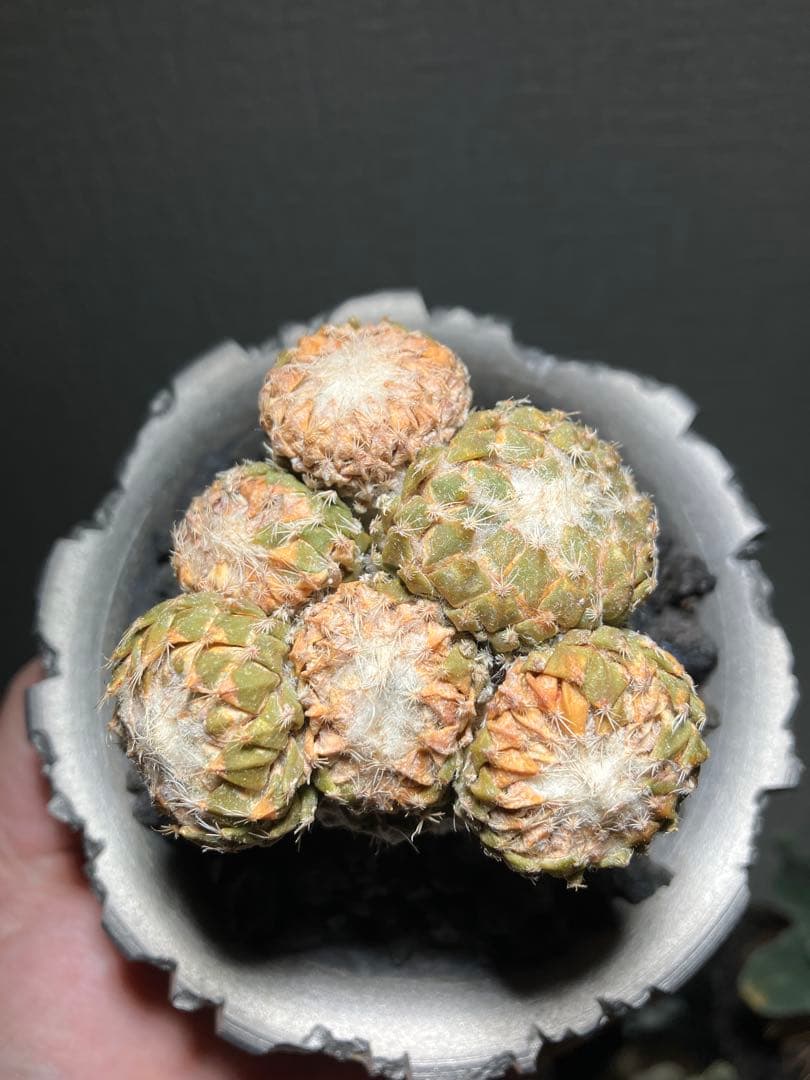 銀牡丹　ペレキフォラ　現地球　分頭株　検）グラキリス　黒王丸　パキプス　アガベ