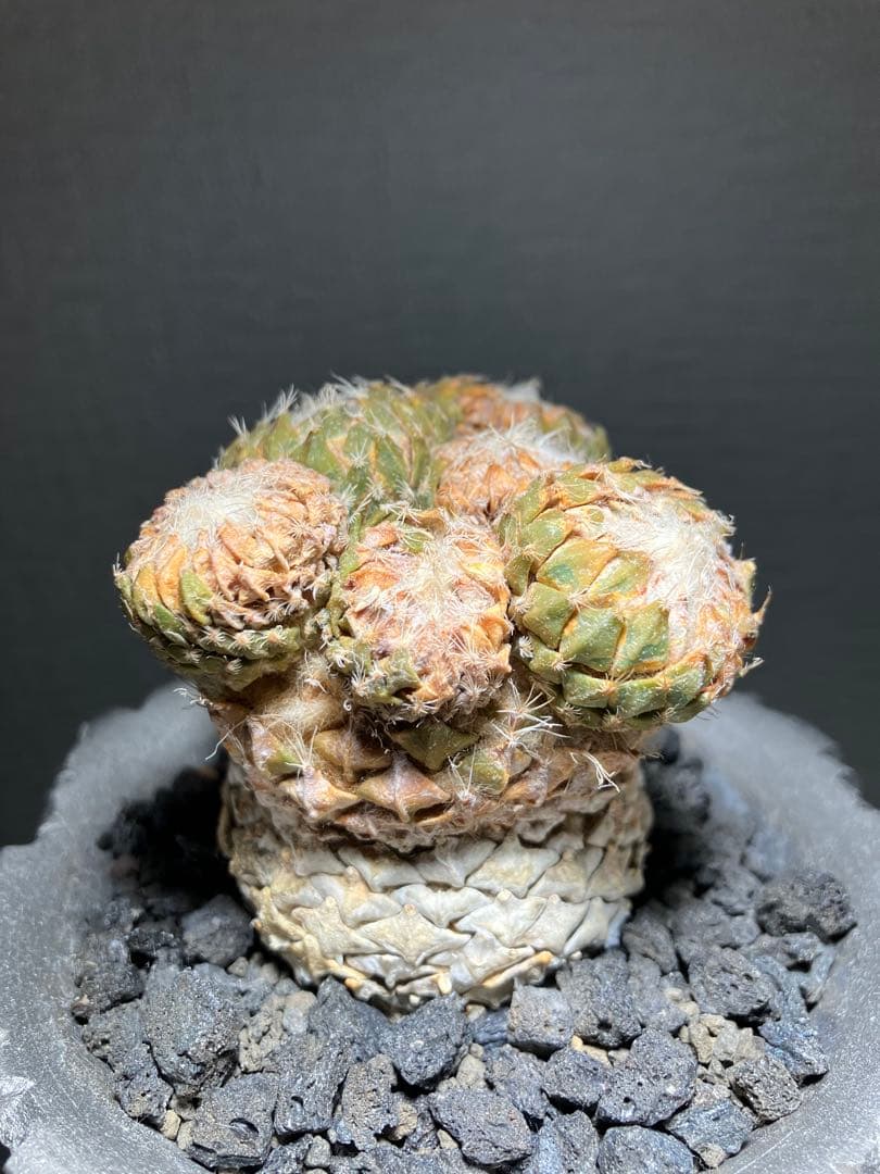 銀牡丹　ペレキフォラ　現地球　分頭株　検）グラキリス　黒王丸　パキプス　アガベ