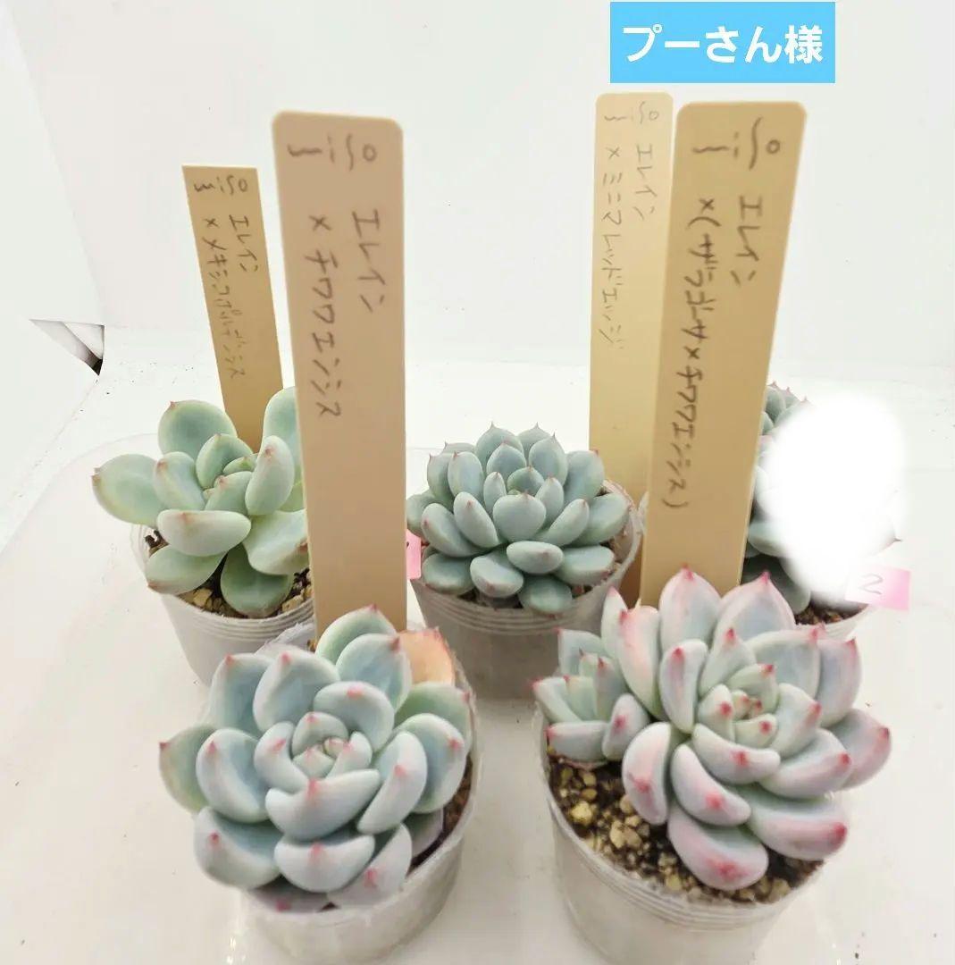 プーさん様 ミソップさん 4苗