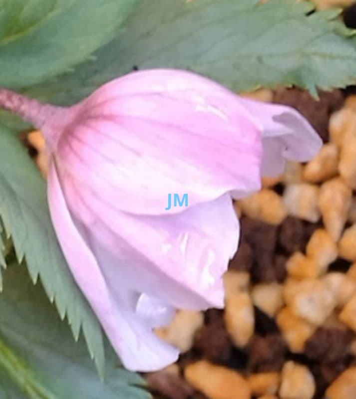 クリスマスローズ　チベタヌス