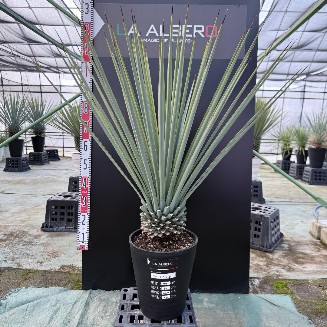 ゆ*。様 【AL1156】ユッカ　リギダ　24cm鉢