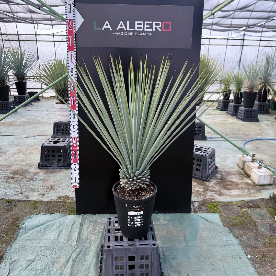 ゆ*。様 【AL1156】ユッカ　リギダ　24cm鉢