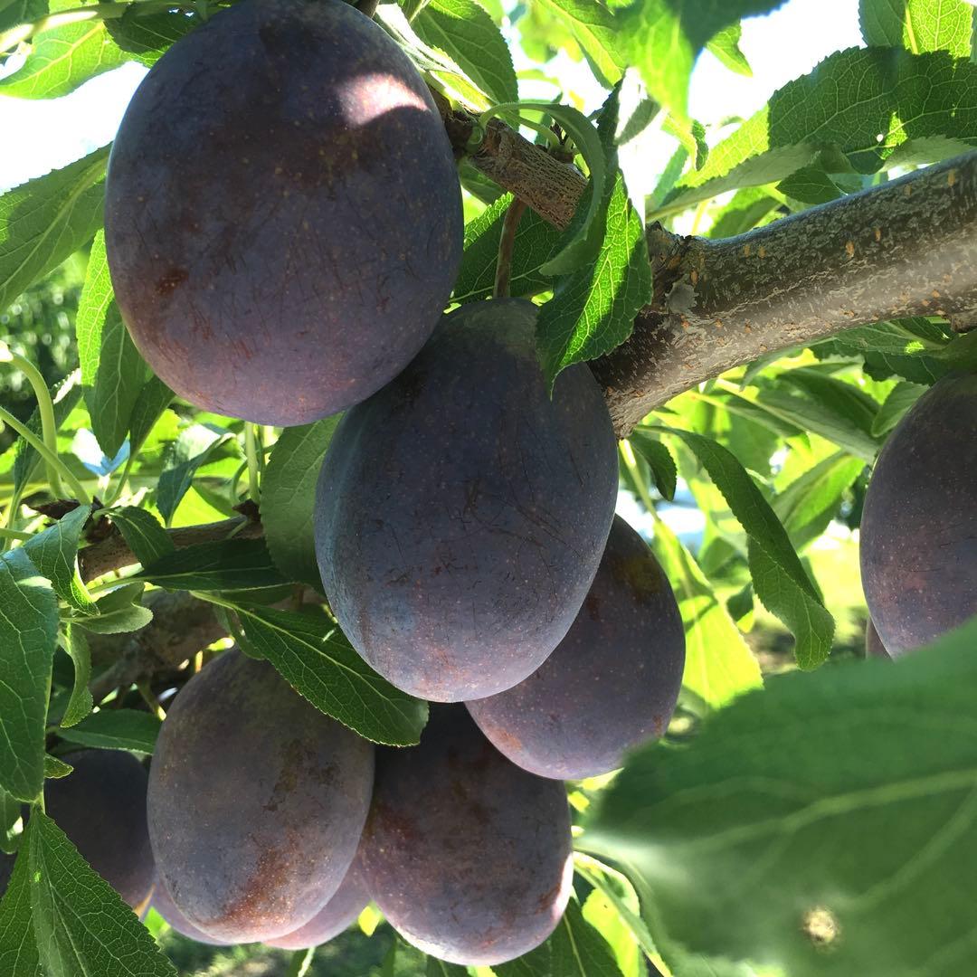 9月7日発送予定◆青森県産◆ベイラープルーン◆3kg✖️3箱