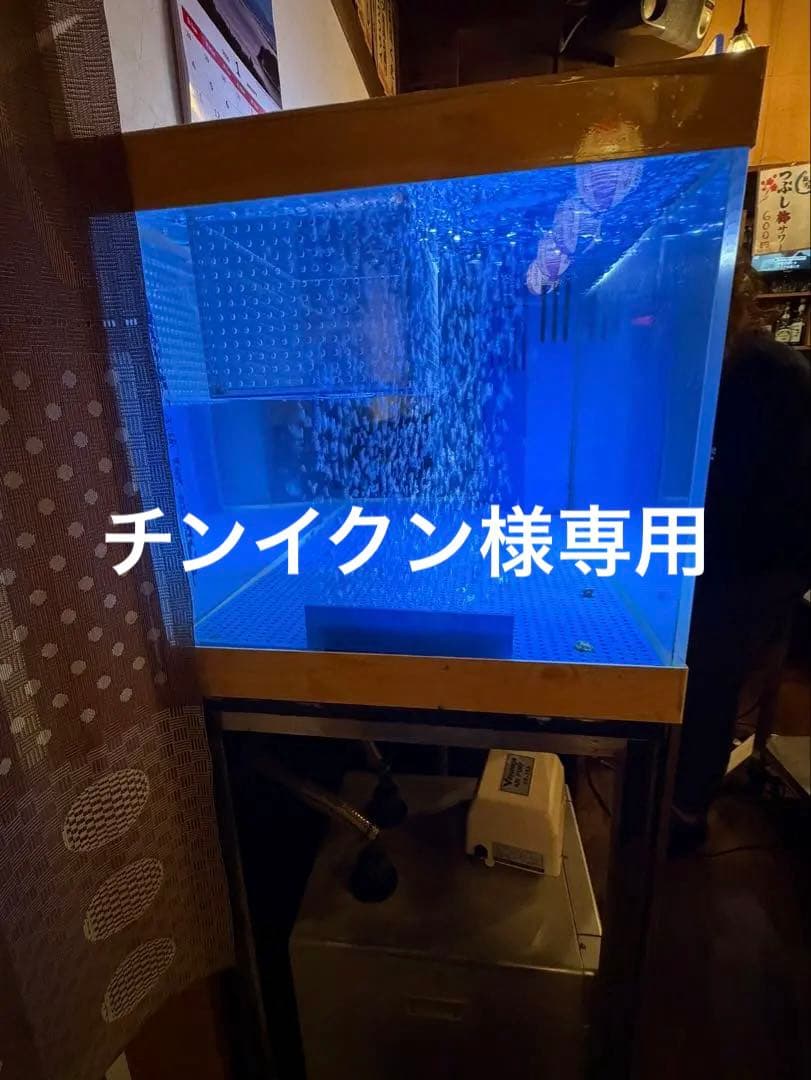 大きなオーバーフロー水槽 青色LED照明付き