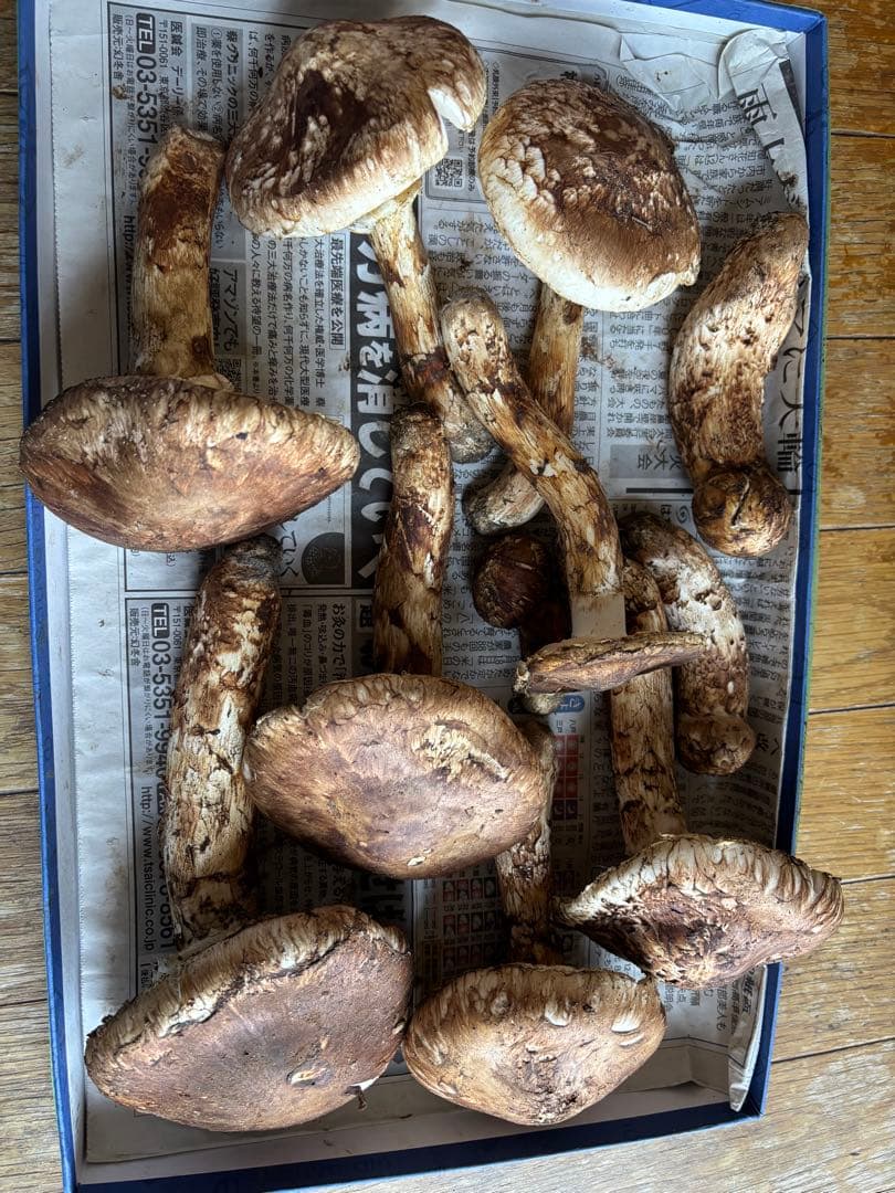 【予約品】青森県産松茸　マツタケ　2.2kg